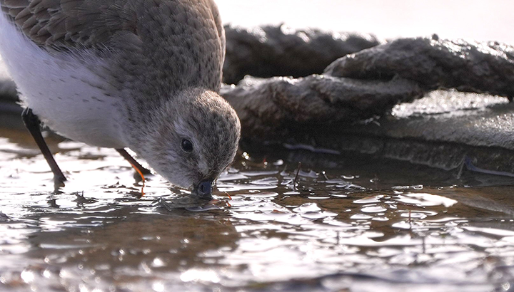 La synthèse Wetlands 2025 en Nouvelle-Aquitaine est en ligne !